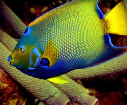 Queen Angel, Bonaire. Just can't get them to stay still f... by Mike Bisnett 